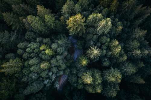 green leaf trees plants nature