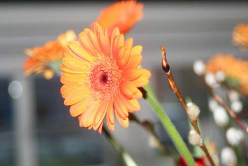 orange daisy flower petals garden