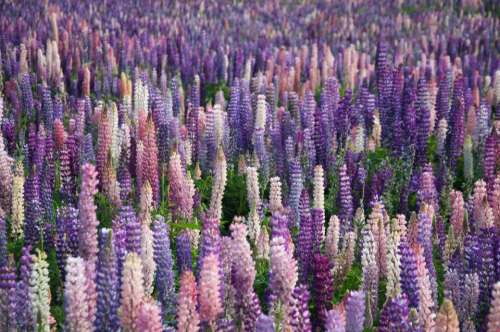 lavender flowers field farm outdoor