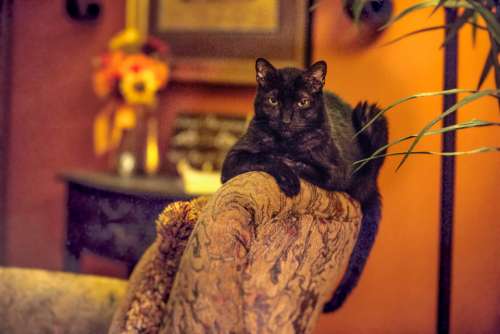 cat black cat pet chair