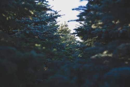 green trees plant nature winter