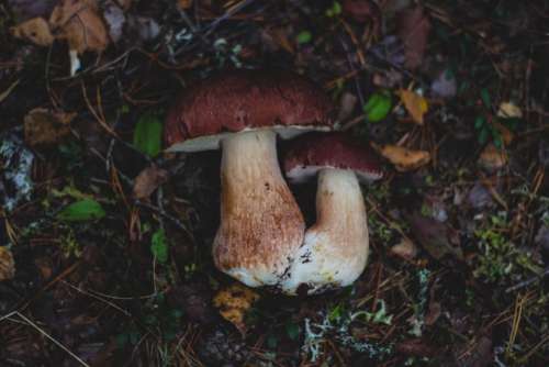 mushroom fungus food outdoor grass