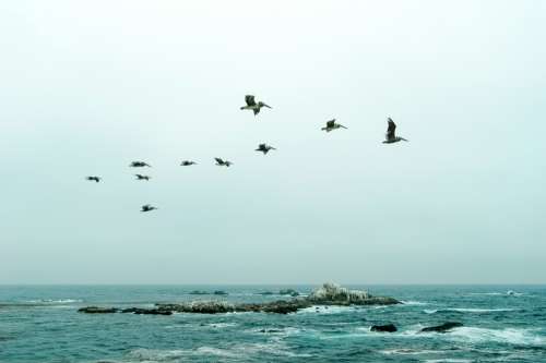 green ocean sky pelicans flying