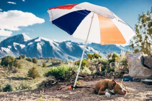 umbrella dog animal pet outdoor