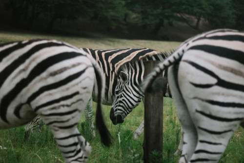 zebra animal wildlife nature outdoor