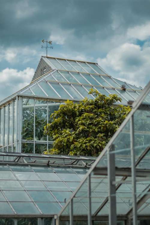 greenhouse plants nature structure glass