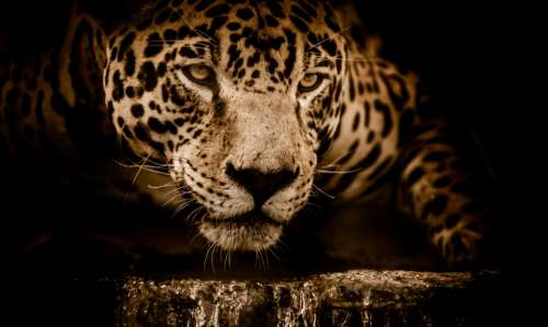 jaguar water stalking eyes menacing