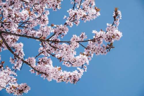 pink blossoms bloom flower tree