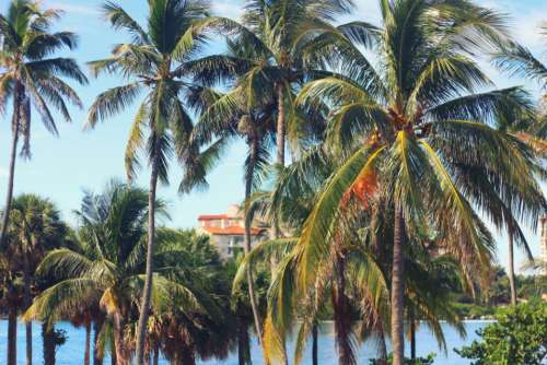 palm trees beach summer blue sky sea
