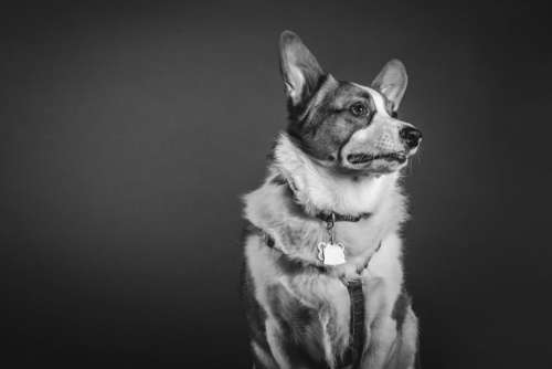 dog pet animal nature black and white