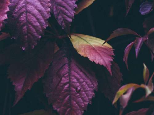 purple leaves plants trees nature