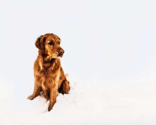 cold dog snow winter frozen