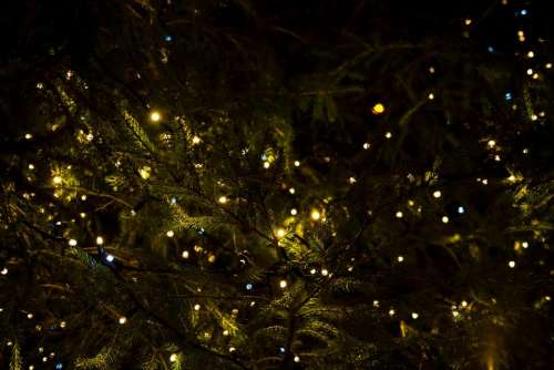 christmas lights tree decor night