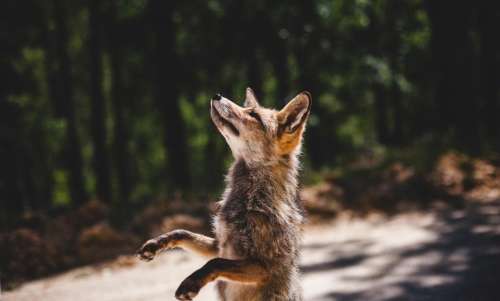 fox animal wildlife sunny day