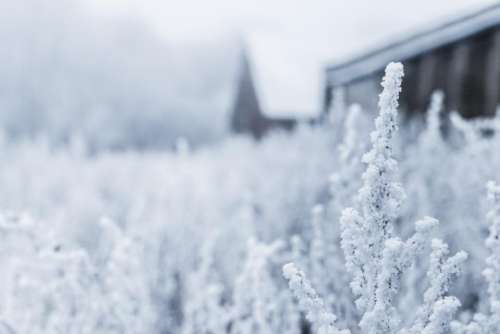 plants nature outdoors snow cold