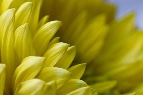 yellow flower macro petals bloom