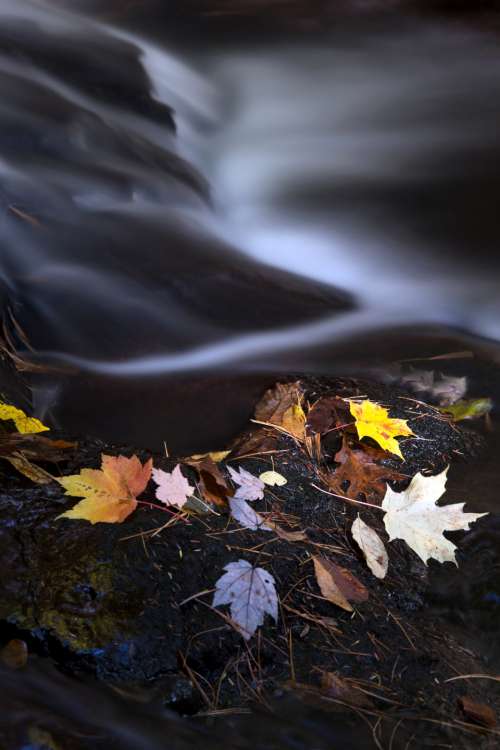 autumn leaves river water stream