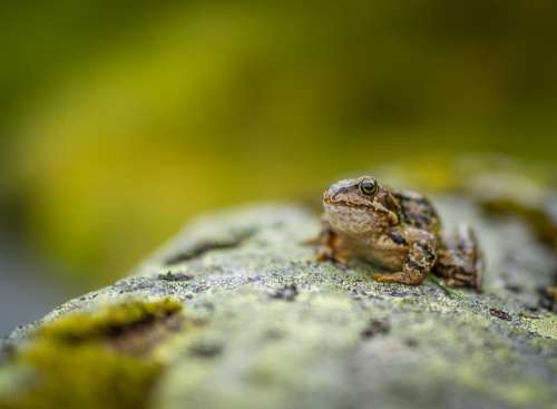 rock wood frog reptile animal