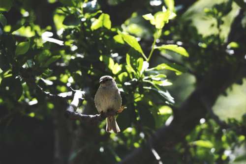 animals birds perched sit trees