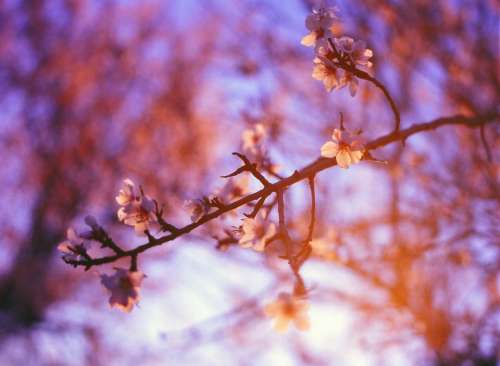 purple sunshine trees blossoms flowers