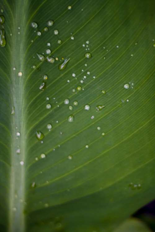 water droplets leaf wet damp