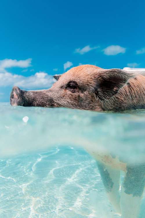 pig animal swimming sea ocean