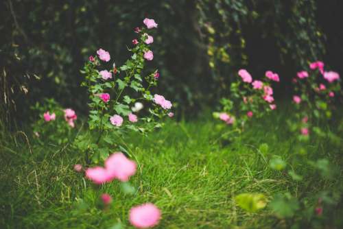 flowers nature pink blossoms spring