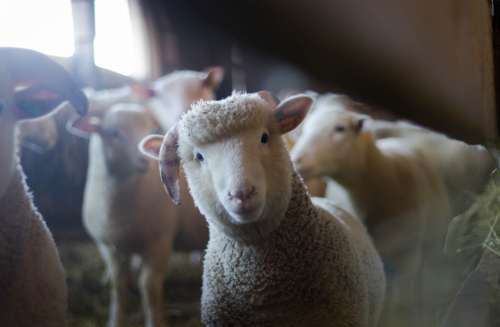 curious sheep farm farm animal animal
