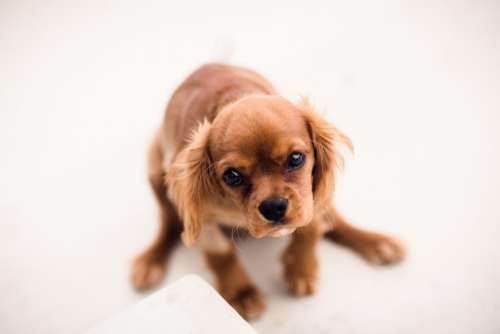 brown dog puppy pet animal