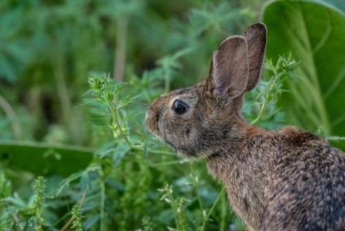 animals mammals rabbit hare fluffy