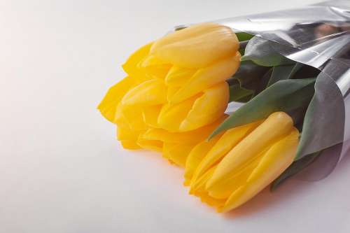 yellow petal flower bouquet tulip