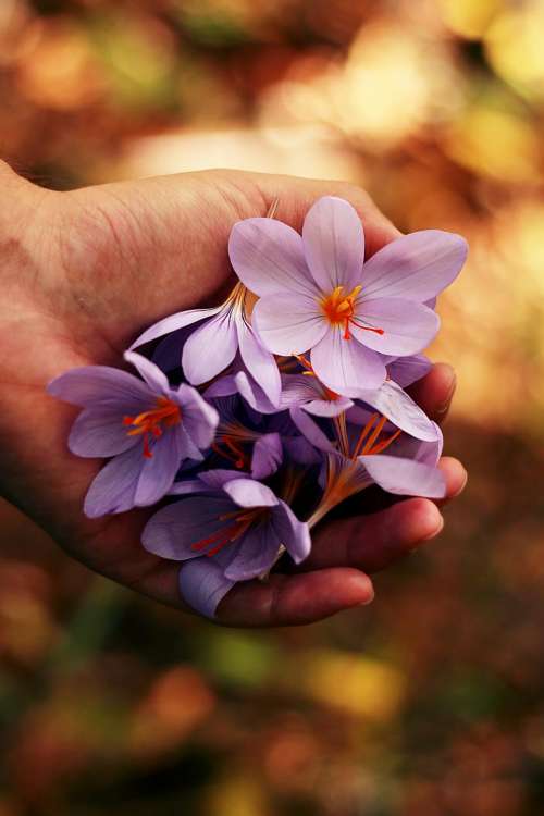 flower petal nature plant hand