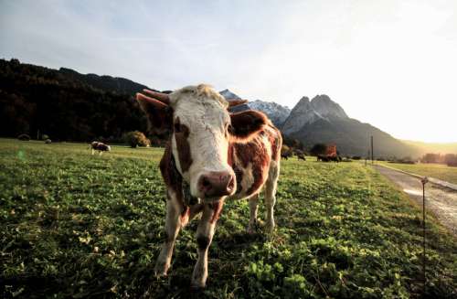 happy cow field farm animal