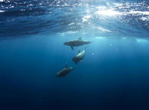 underwater blue dolphins