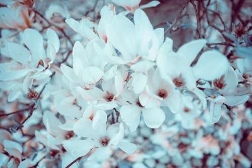 flower white petal bloom garden