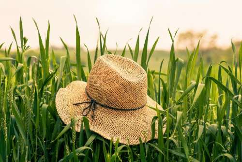 straw hat field grass summer