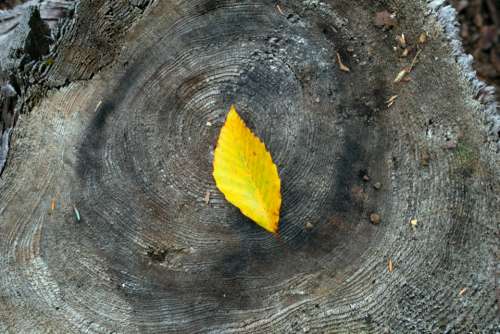 autumn foliage leaf wood tree
