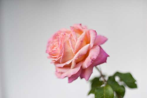 pink petal rose flower plant
