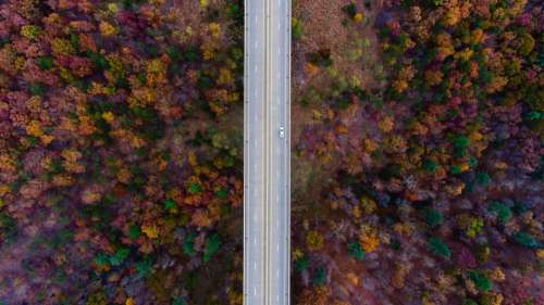 aerial view trees plants fall