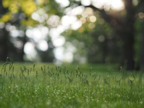 green grass grassland field trees