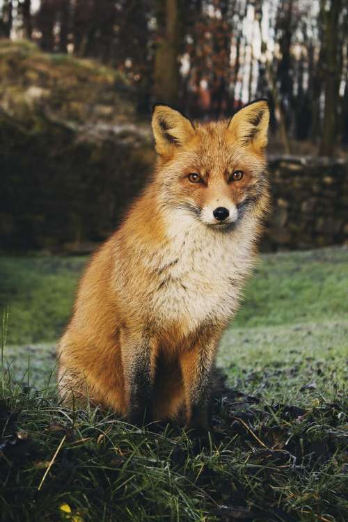 animals wildlife fox beautiful adorable
