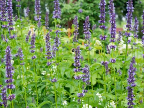 lavender field flower farm outdoors