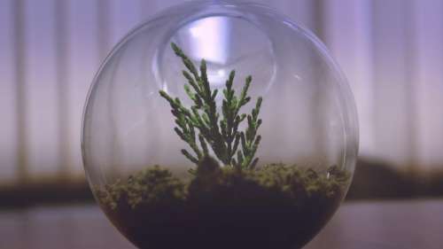 plant aquarium display glass bowl