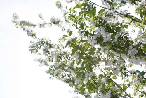 white cherry blossoms trees branches nature