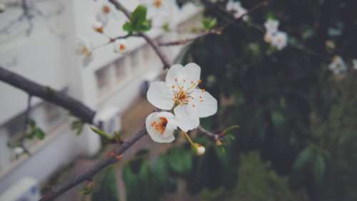 flower white petal bloom garden