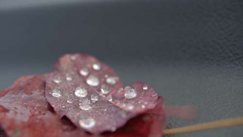 drops leaf water dew red