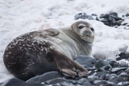 sea lion aquatic animal mammal