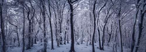 snow forest winter cold woods
