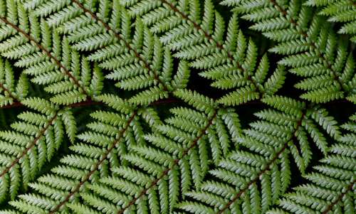 green ferns pattern texture rain