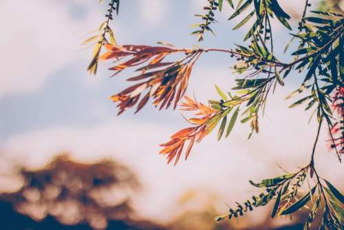 green leaf plant nature blur